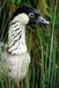 Goose in Grass