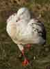 Andean Goose