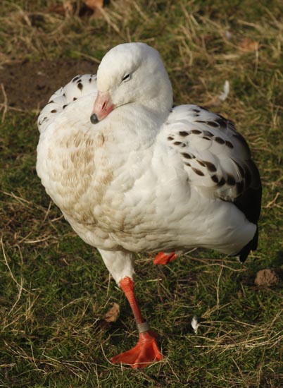 Andean Goose