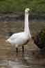 Bewick's Swan