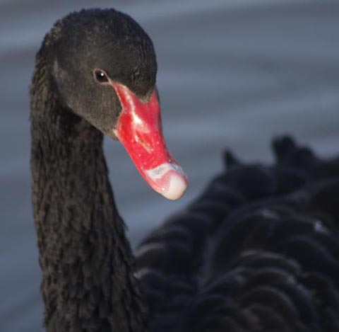 Black Swan