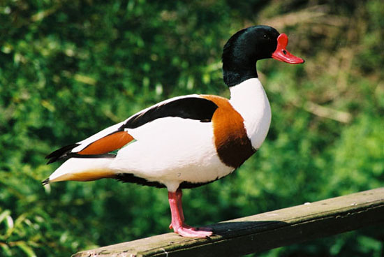 Common Shelduck