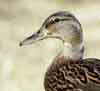 Female mallard