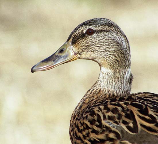 Portrait of a Female Mallard