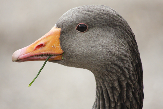 Greylag