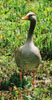 Greylag