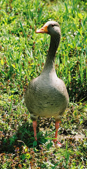 Greylag Goose