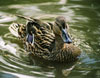 Mallard