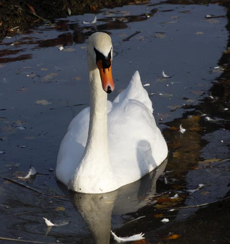 Mute Swan