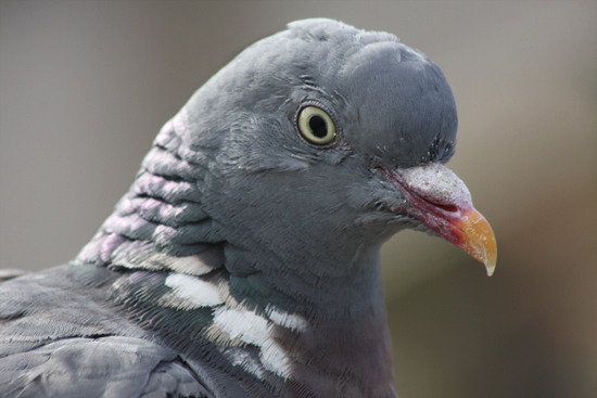 Woodpigeon