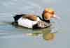 Red-Crested Pochard