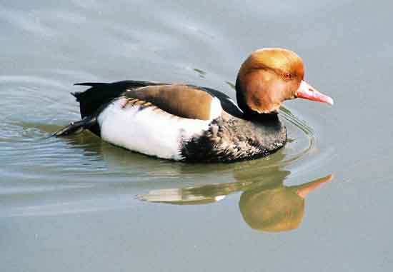 Red-crested Pochard