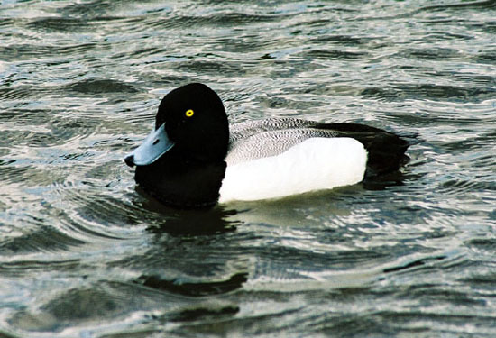 Scaup