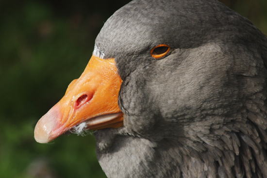 Toulouse Goose