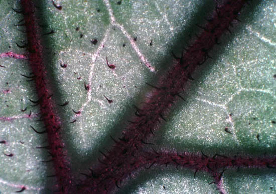 Coleus Leaf