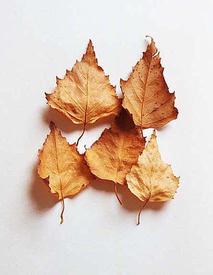 Birch Leaves