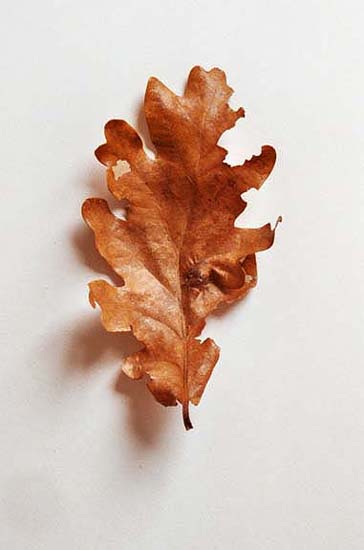 Oak Leaf