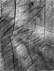 Woodgrain