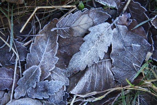 Frosted Leaves 1