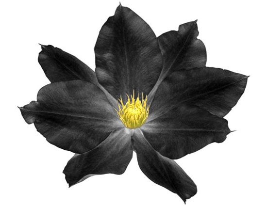 Black Clematis