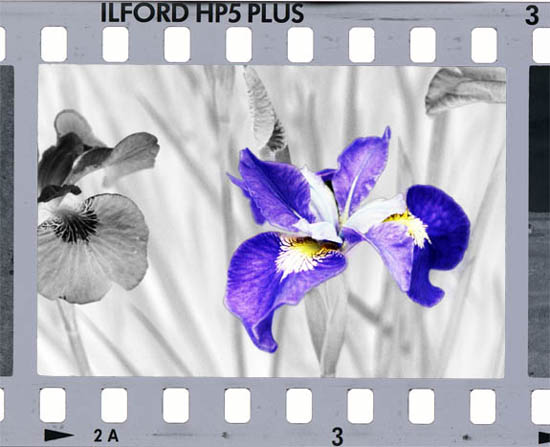 Iris on Film