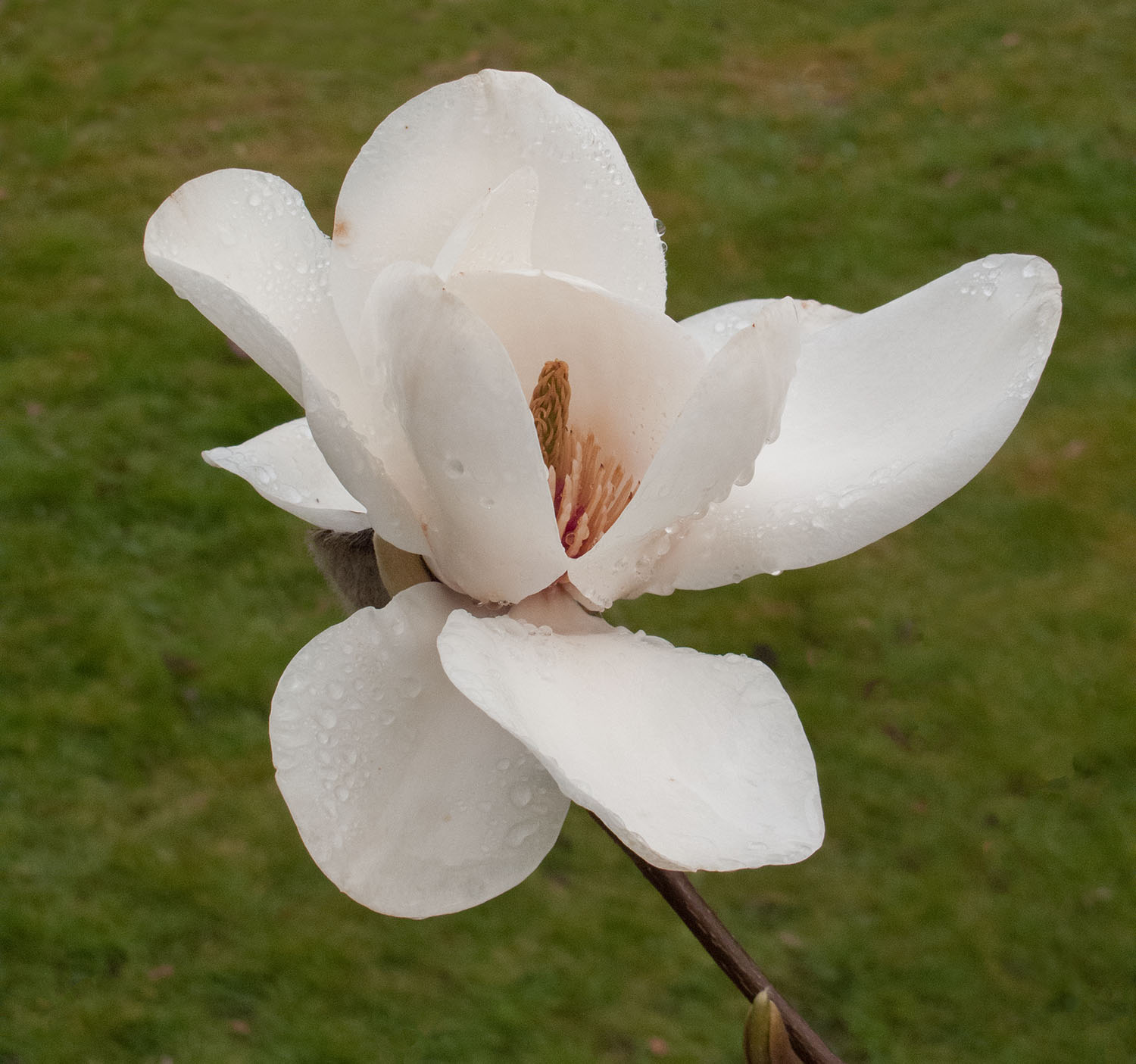 Magnolia at Lanhydrock