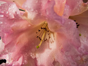 Pink Rhodedendron at Lanhydrock