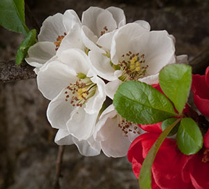 Quince Flowers at Lanhydrock