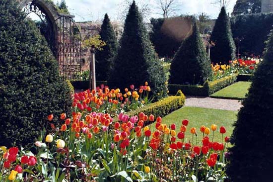 Tulips, Malmesbury