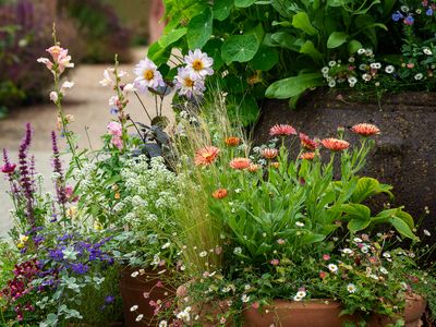 Flowers in Pots, RHS Bridgewater