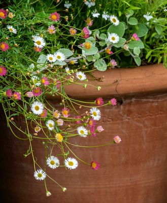 Flowers in Pots