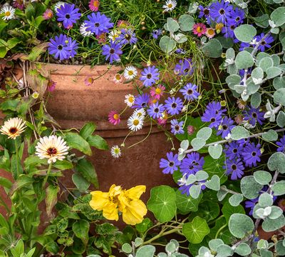Flowers in Pots