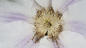 Fading Clematis at RHS Rosemoor