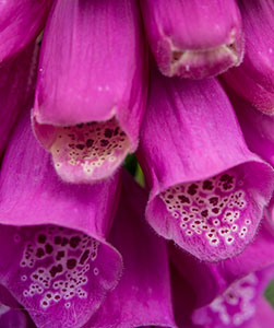 Foxglove at RHS Rosemoor