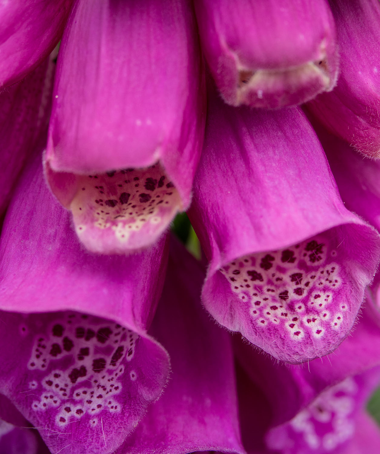 Foxglove, Rosemoor