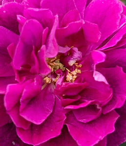 Luminous Pink Flower at RHS Rosemoor