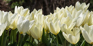 White Tulips at RHS Rosemoor