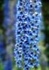 Blue Delphinium