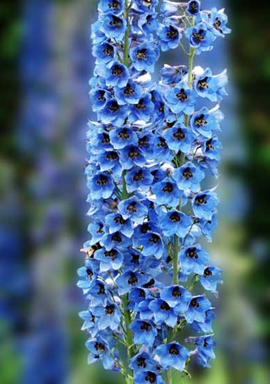 Blue Delphinium