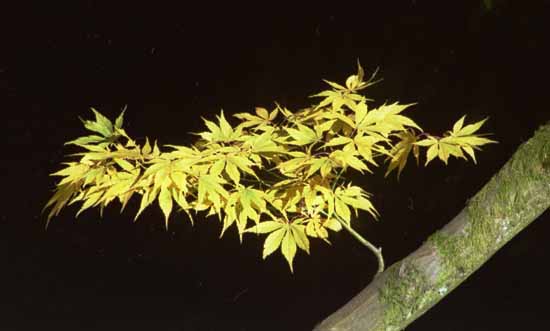 Acer at Westonbirt