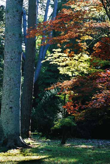 Acers at Westonbirt