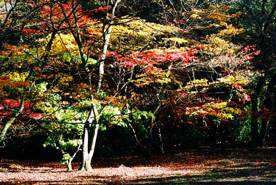 Acer at Westonbirt