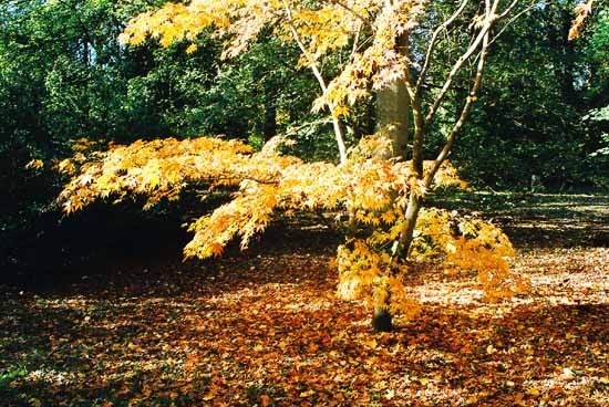 Acer at Westonbirt