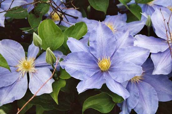 Clematis