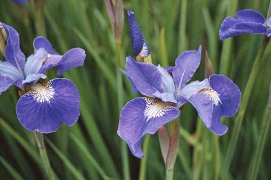 Iris