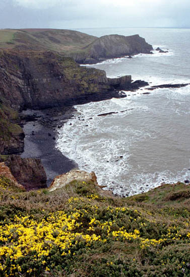 Bays and Gorse