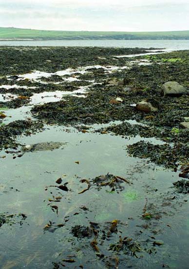 Low Tide, Orkney