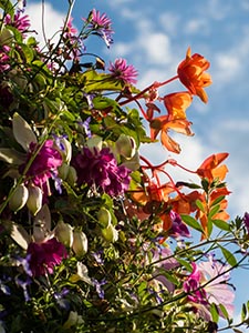 Thornbury in Bloom