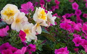 Thornbury in Bloom
