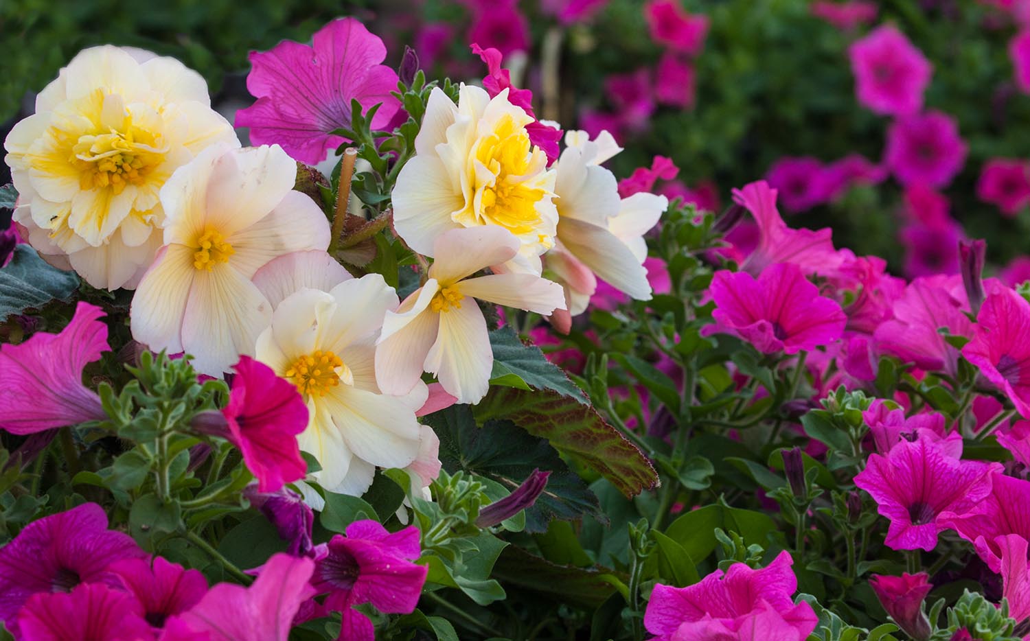 Thornbury in Bloom